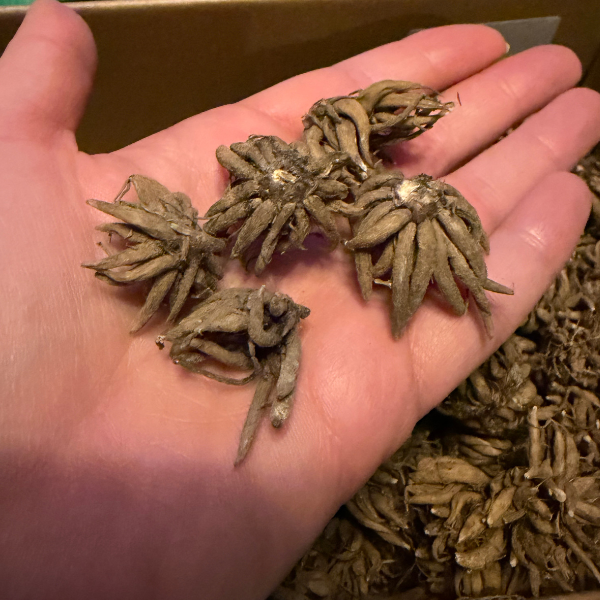 A hand holding Clone Ranunculus corms, showcasing their unique shape and texture. Perfect for planting, available from The Happy Hour Flowers under the title 'Clone Ranunculus Corms; Manche - Pack of 5'.