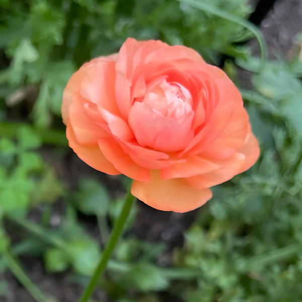 Pack of five Clone Ranunculus corms from The Happy Hour Flowers, ready for planting and flowering in gardens.