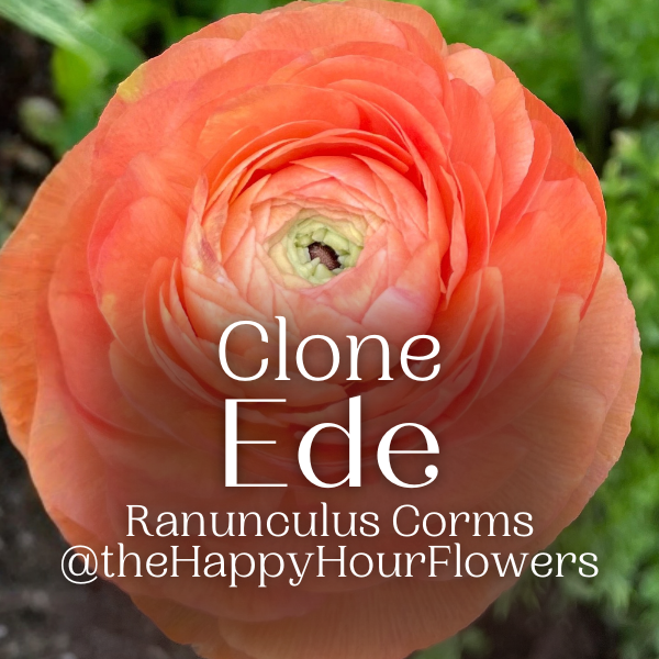 Clone Ranunculus Ede Clone Ranunculus Corms - 5 Pack – The Happy Hour Flowers