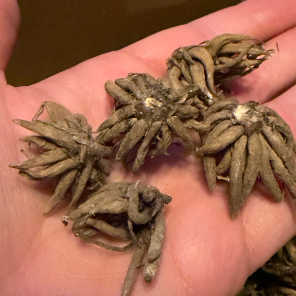 Hand showing several Clone Ranunculus corms, demonstrating their interesting structure. Ideal for gardeners, offered by The Happy Hour Flowers in the 'Clone Ranunculus Corms; Manche - Pack of 5'.