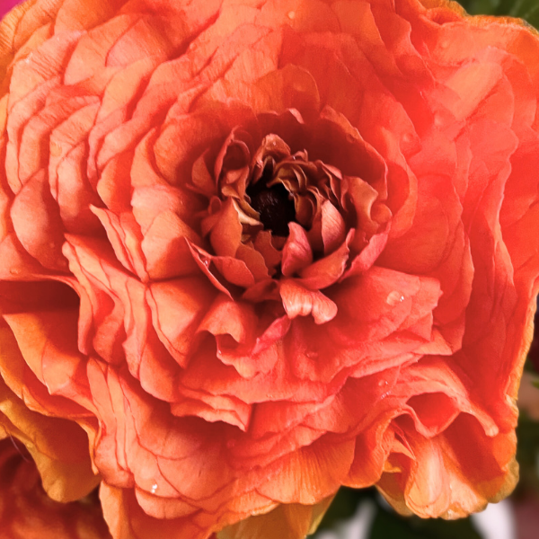 Close-up of a vibrant orange flower with a blurred background Clone Ranunculus