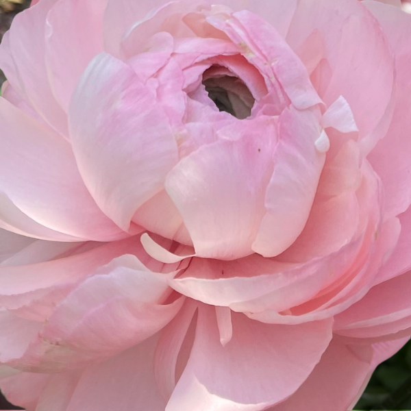 Aveyron Clone Ranunculus Corms - 5 Pack – The Happy Hour Flowers