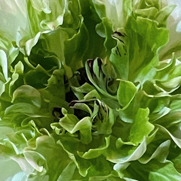 Close-up of vibrant green foliage of a Clone Ranunculus flower, emphasizing the lush, healthy growth. Available from The Happy Hour Flowers in the 'Clone Ranunculus Corms; Manche - Pack of 5' pack.