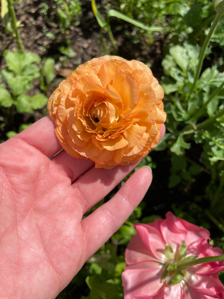 Romance Ranunculus Salerno