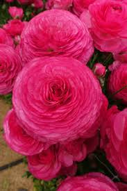 Romance Ranunculus Corms, Mercury- Pack of 5