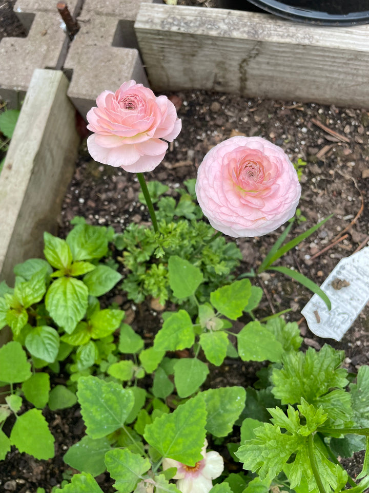 Romance Ranunculus Maritime Blush