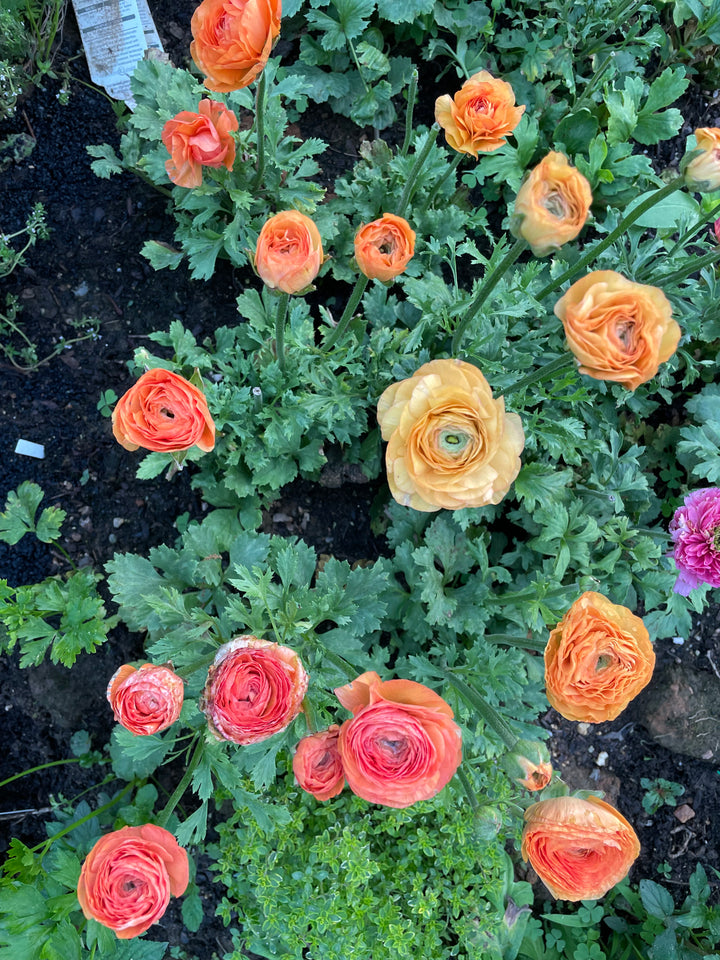 a bunch of orange and pink flowers in a garden