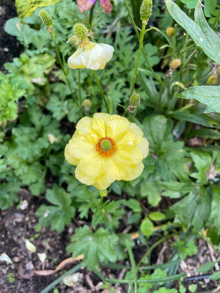 a close up of a flower near many other flowers