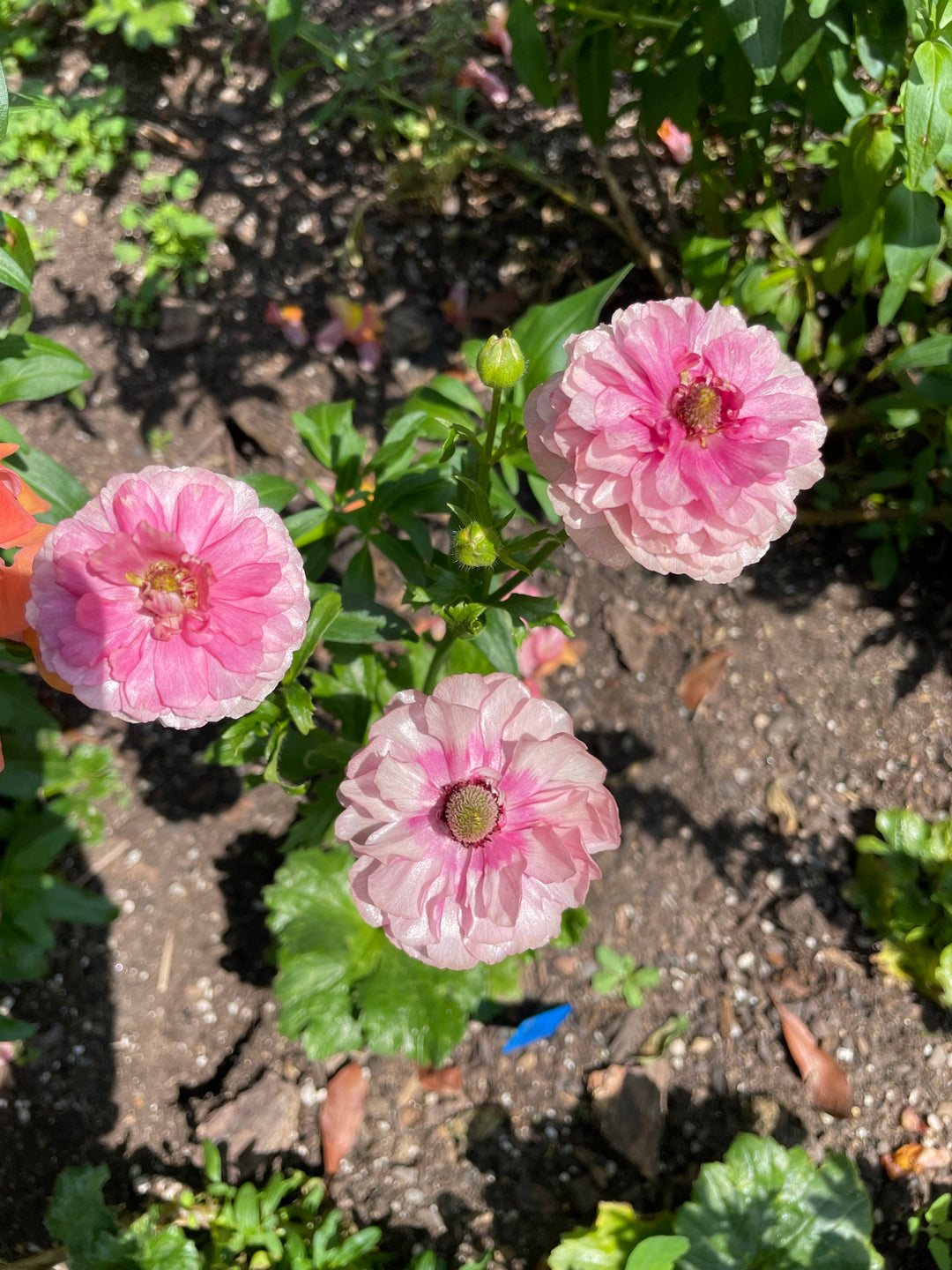 Jupiter new Pink Butterfly Ranunculus