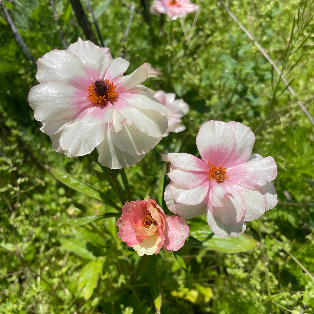 three white and pink flowers in a field