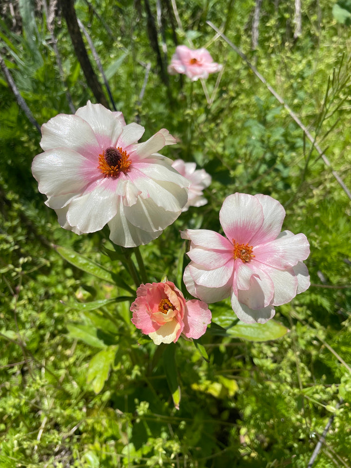 three white and pink flowers in a field