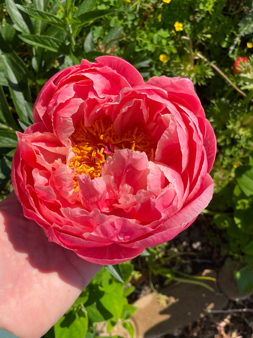 Peony Bare Root Coral Supreme