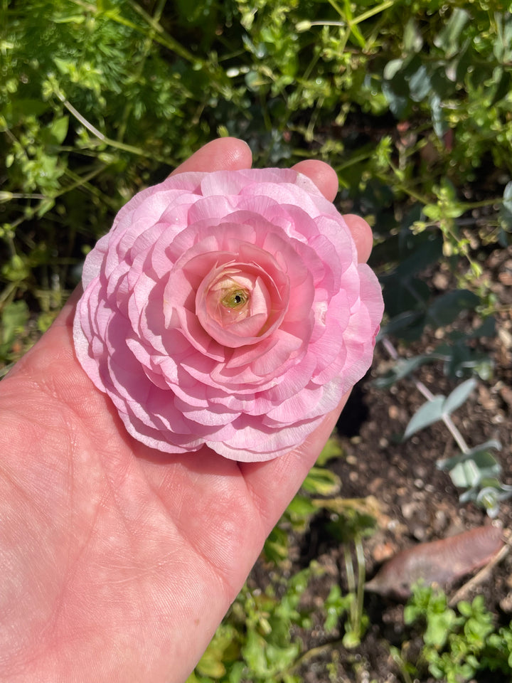 Romance Ranunculus Seine