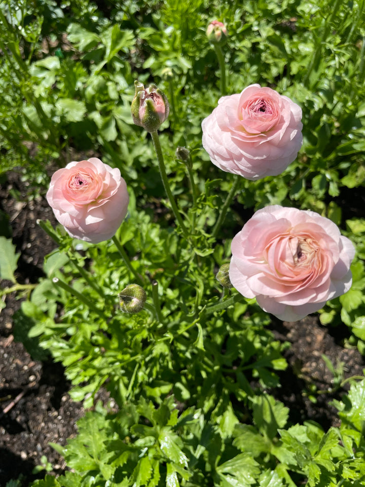 Romance Ranunculus Maritime Blush