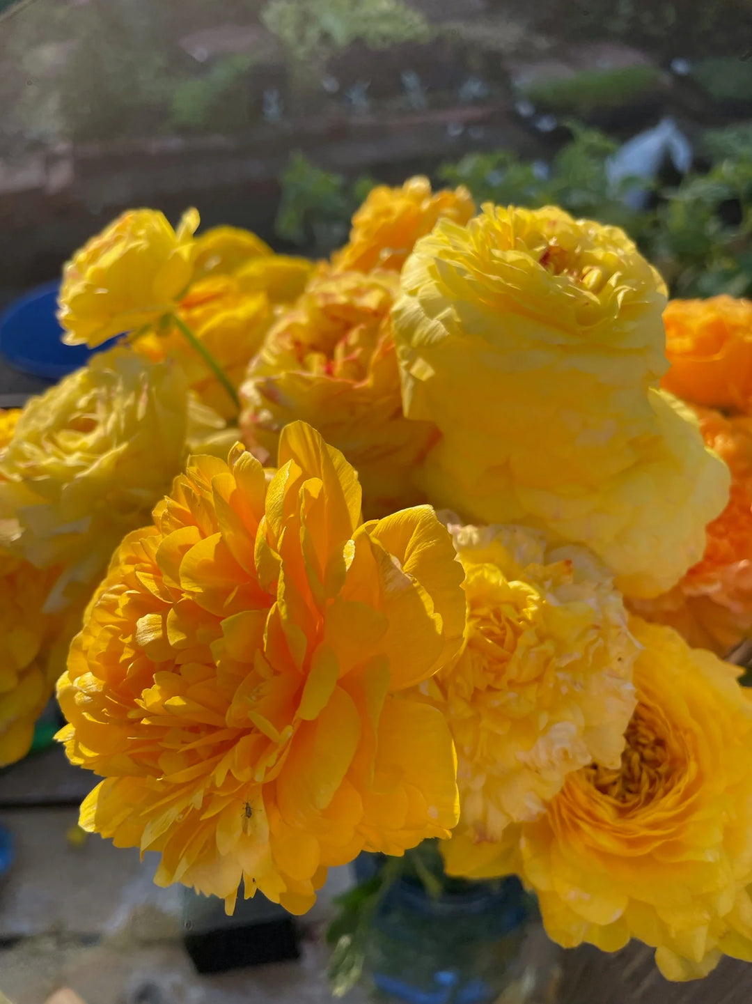 Gold and pastel Yellow Amandine Ranunculus corms for sale