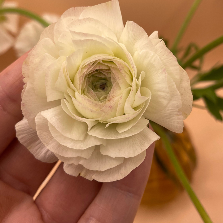 Elegance Ranunculus Corms; Bianco Sfumato- Pack of 10