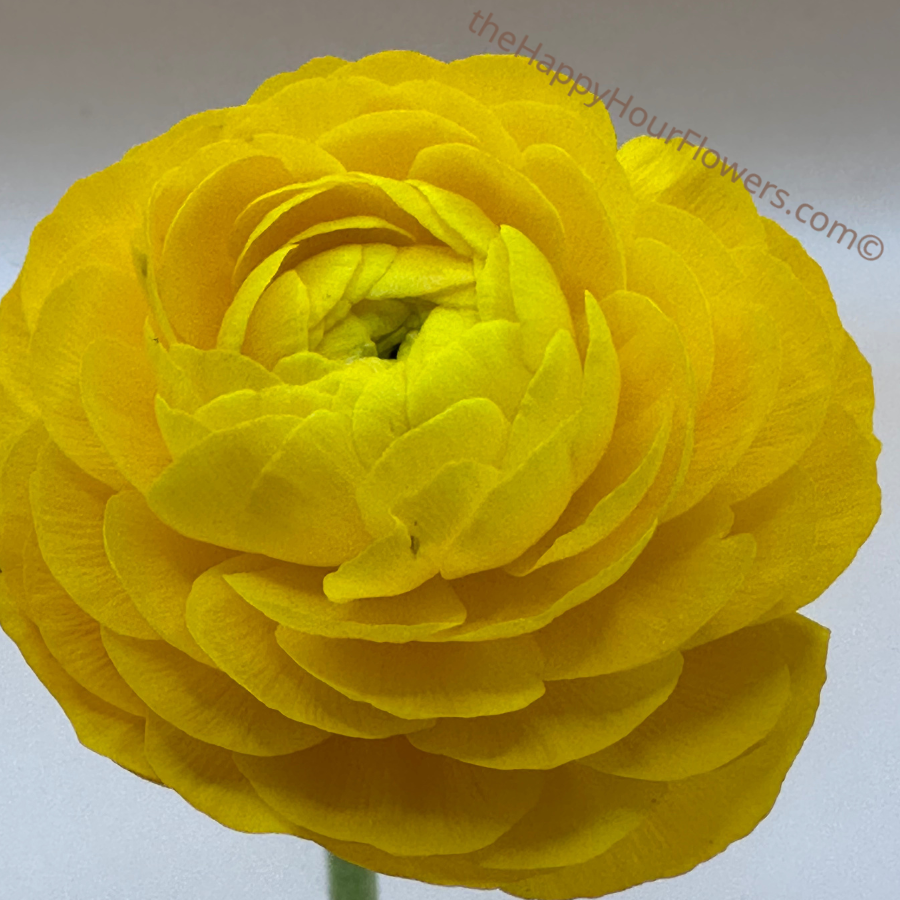 New Variety Romance Kitila yellow clone ranunculus