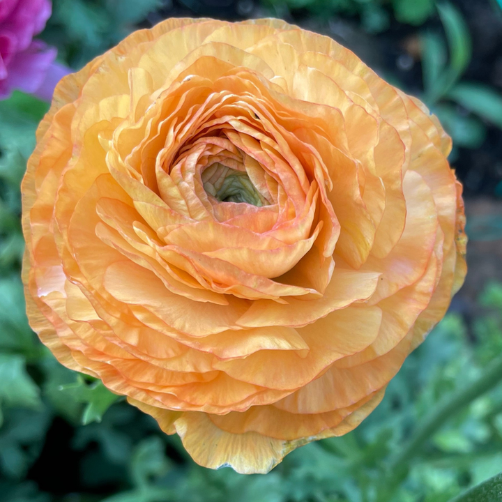 Full bloom of a glorious peach-orange Romance Ranunculus flower, highlighting layered petals and vibrant color, from The Happy Hour Flowers; Romance Ranunculus Corms - Pack of 5.