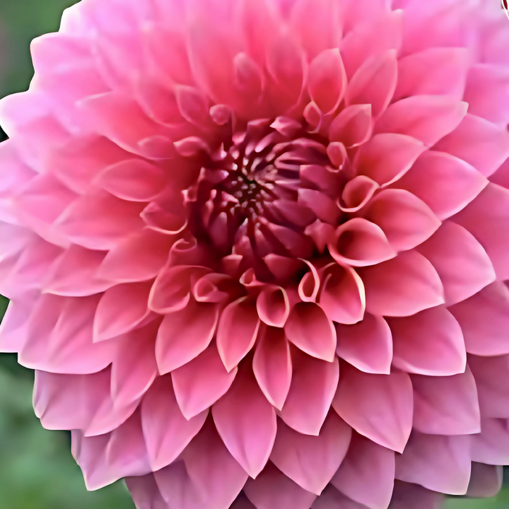 Close-up of the Askwith Minnie Dahlia Tuber from The Happy Hour Flowers, showcasing its large mauve pink blooms with a ball-shaped form and pointed petals.