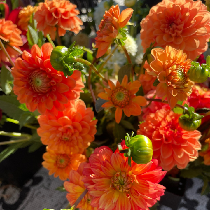 Souvenir d'Ete Dahlia Tuber (Pre-Order)