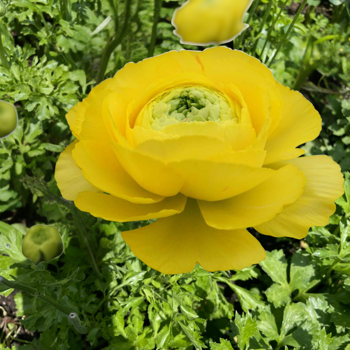 Romance Ranunculus Corms; St. Tropez- Pack of 5