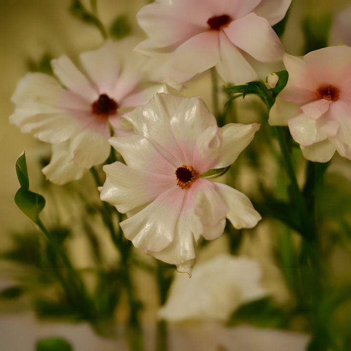 A cluster of Hestia Butterfly Ranunculus blooms, highlighting their shimmering petals and unique coloration, brought to you by The Happy Hour Flowers.