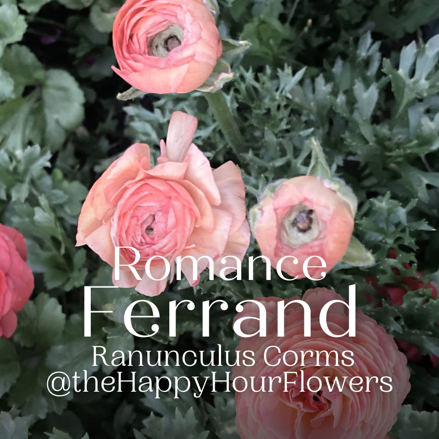 Ferrand Romance Ranunculus