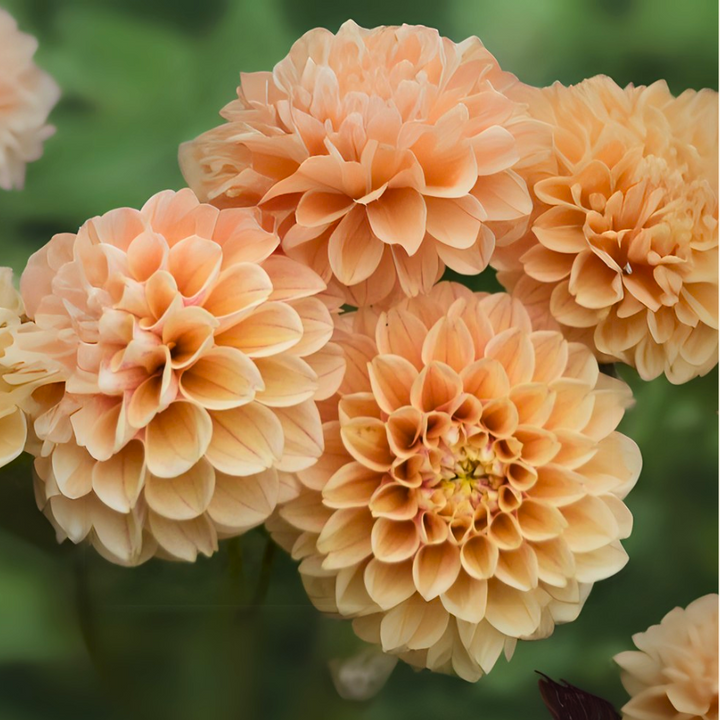 A cluster of beautiful Sweet Suzanne Dahlias, displaying a variety of pale apricot blossoms. These stunning flowers from The Happy Hour Flowers are ideal for adding color to any garden and are considered best sellers among dahlia varieties. They thrive effortlessly, perfect for those seeking easy-to-grow garden favorites.