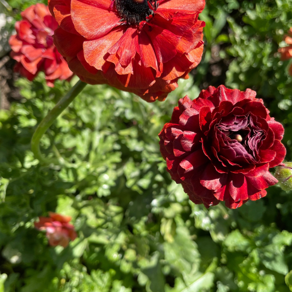 Multiple vibrant red La Belle Ranunculus Chocolate flowers blooming, beautifully arranged in a garden, sourced from The Happy Hour Flowers, an ideal specialty cut flower for any occasion. Arlington, red, plant, cut flower, cutting garden, La Belle Ranunculus Chocolate corms for sale farmer, florist, floral.