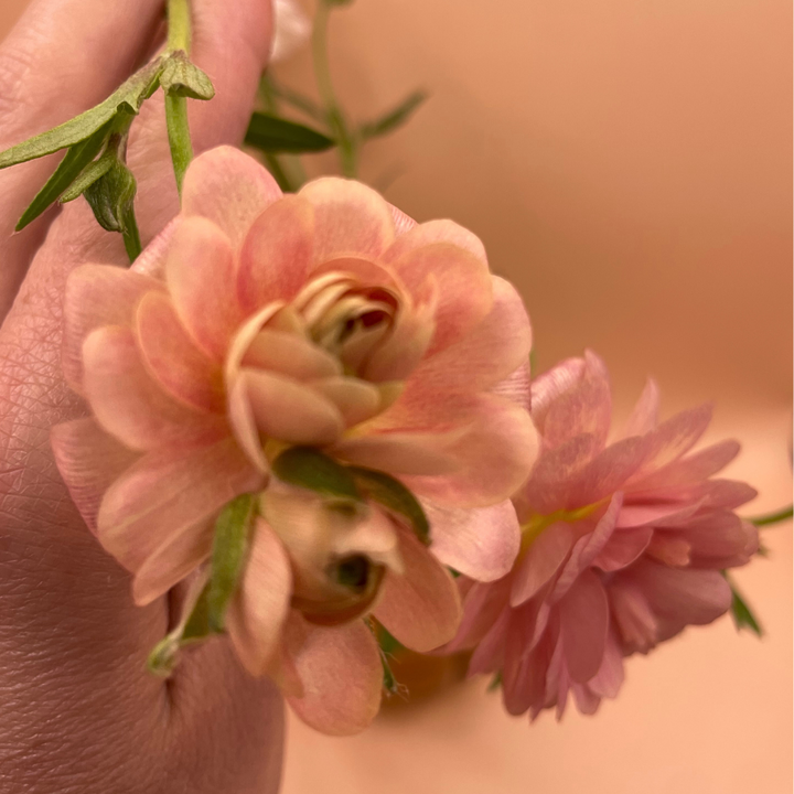 Butterfly Ranunculus Corms; Eris-Pack of 5