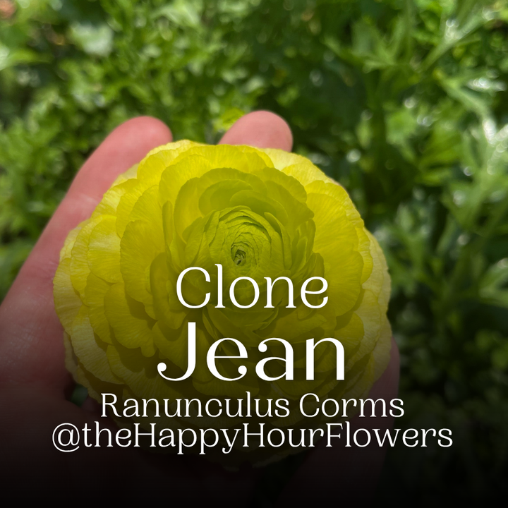 Clone Ranunculus Corms; Jean- Pack of 5