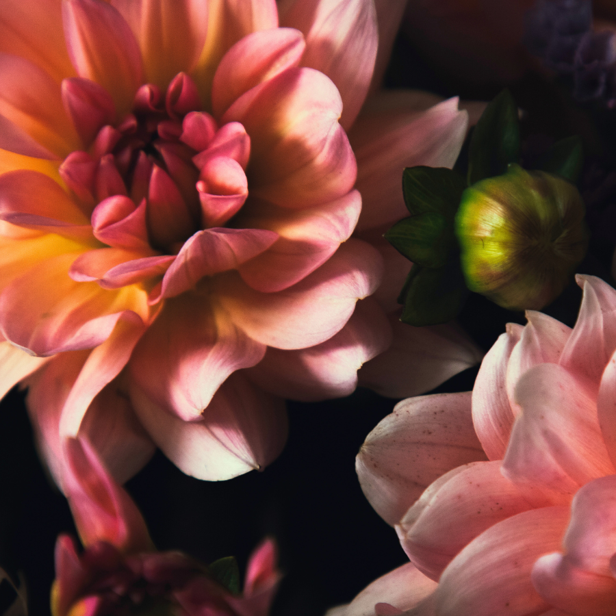 A vibrant bouquet featuring multiple Yelno Harmony Dahlias with shades of peach and pink, provided by The Happy Hour Flowers.