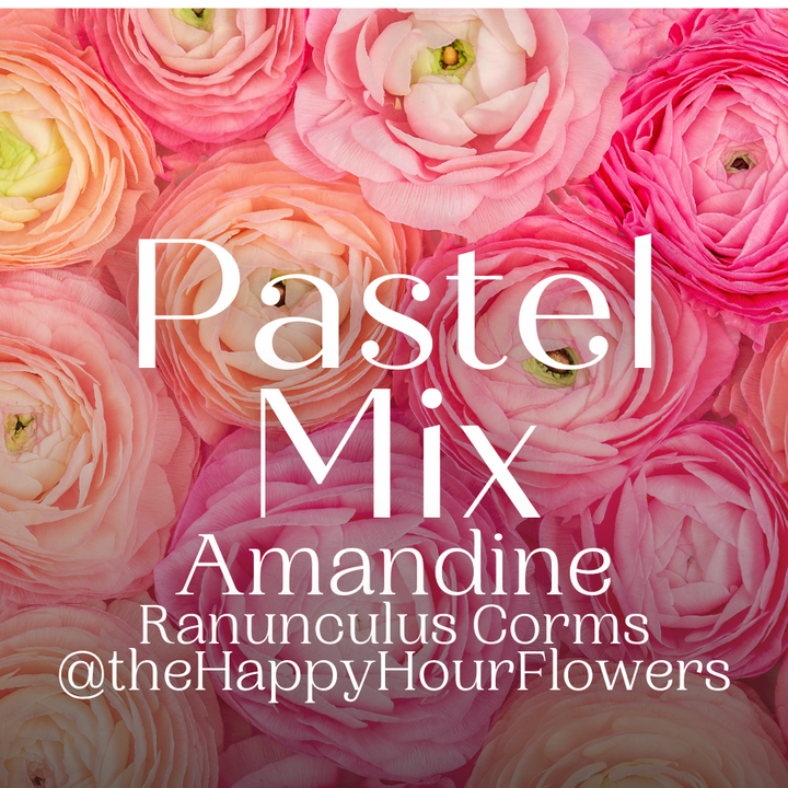 Amandine Ranunculus Corms; Pastel Mix- Pack of 10