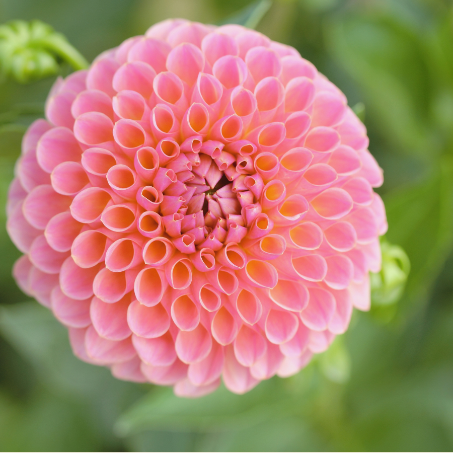 Top view of Linda's Baby Dahlia displaying its unique, vibrant pink and cantaloupe-like petals. Ideal for garden enthusiasts from The Happy Hour Flowers.