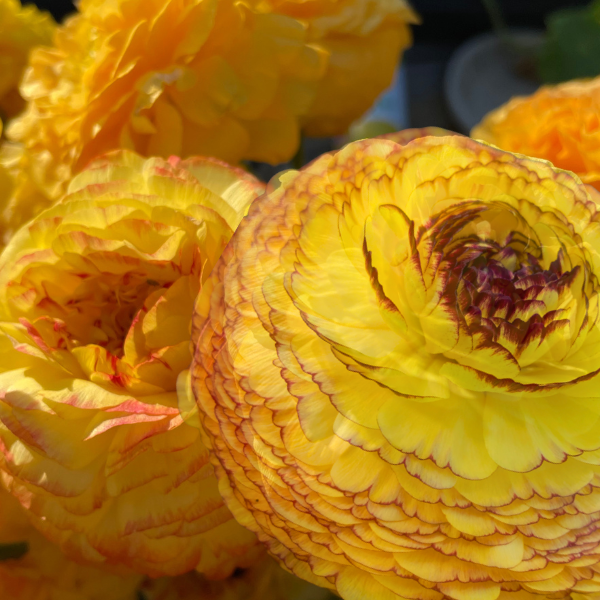 Elegance Ranunculus Corms; Giallo Striato- Pack of 10