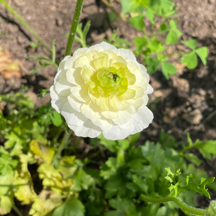 Single stunning Butterfly Ranunculus blossom in pale yellow, surrounded by lush green foliage, emphasizing its layered petals. A charming addition to your garden collection, available at The Happy Hour Flowers. Ninos butterfly ranunculus corms.