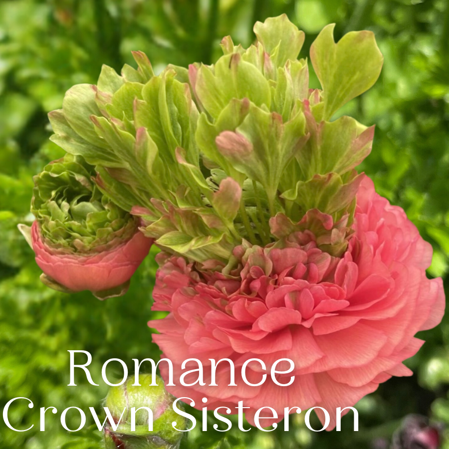 Romance Ranunculus Corms; Crown Giverny®- Pack of 5