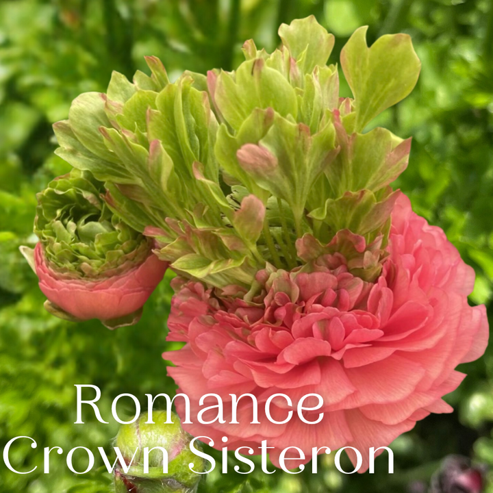 Romance Ranunculus Corms; Crown Giverny®- Pack of 5