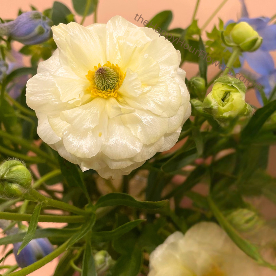 Charming pale yellow Graces Butterfly Ranunculus bloom, elegantly arranged in a bouquet by The Happy Hour Flowers, perfect for weddings and special occasions.