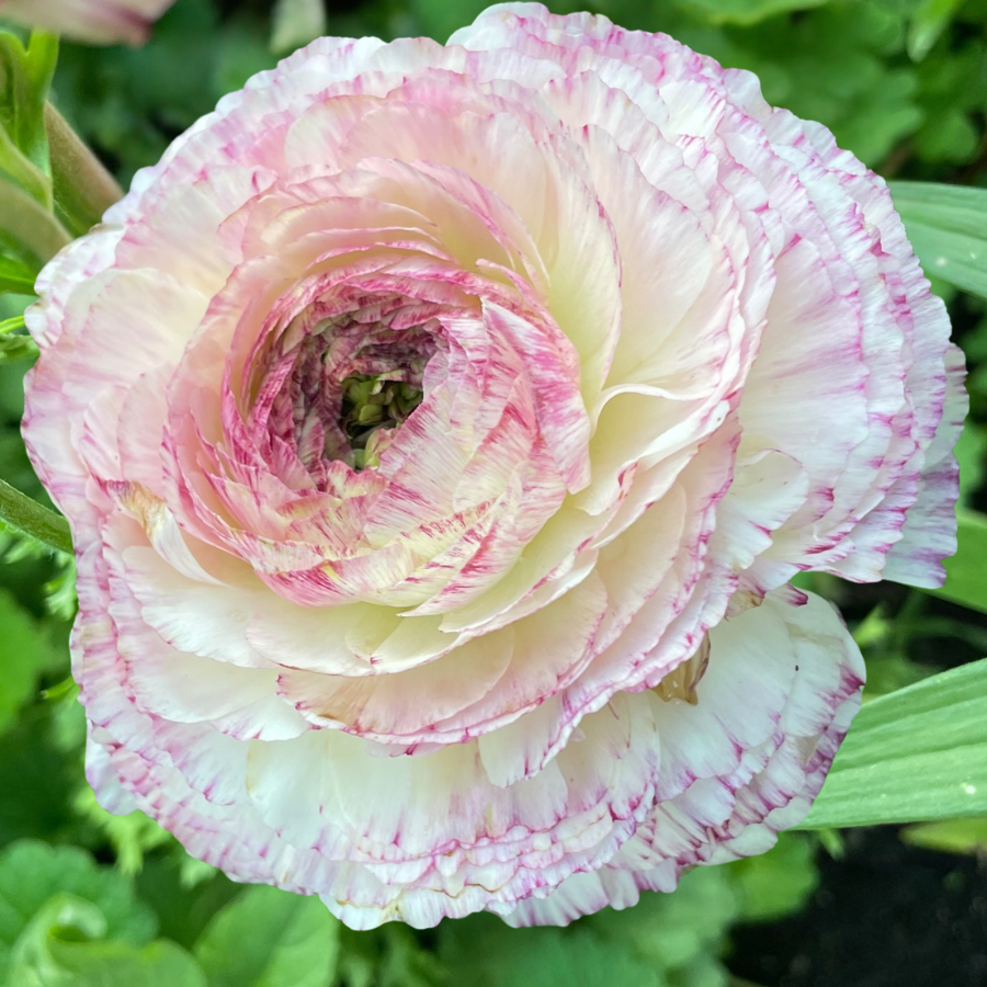 Elegance® Ranunculus Corms; Bianco Striato- Pack of 10 Corms