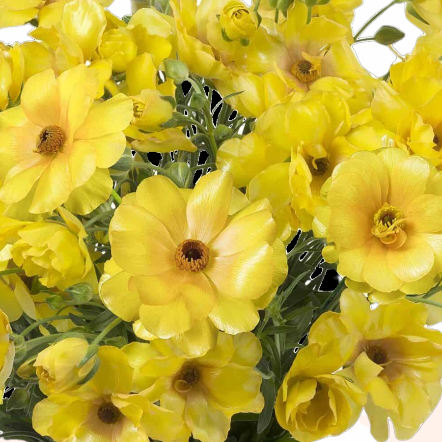 Butterfly Ranunculus Corms; Dione - Pack of 5