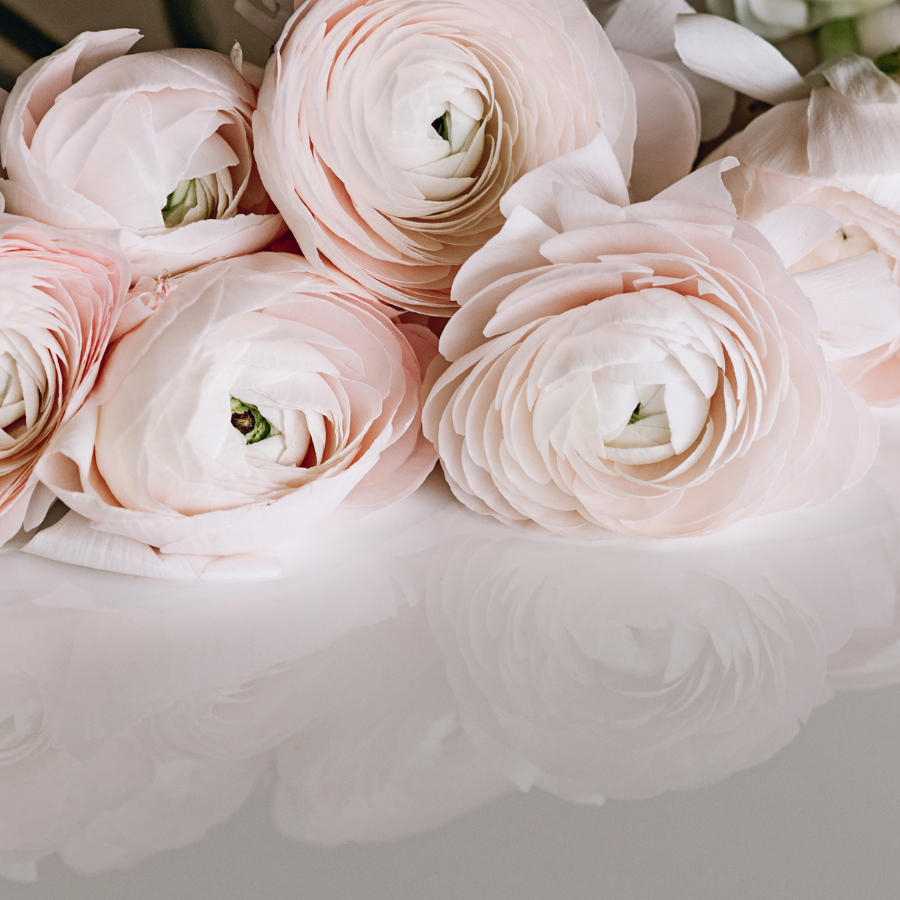 Beautiful arrangement of pale blush pink ranunculus flowers representing Clone Ranunculus Corms; Ginette. A florist favorite, these Ginette Blush Pink Ranunculus corms for sale are perfect for creating stunning bouquets.