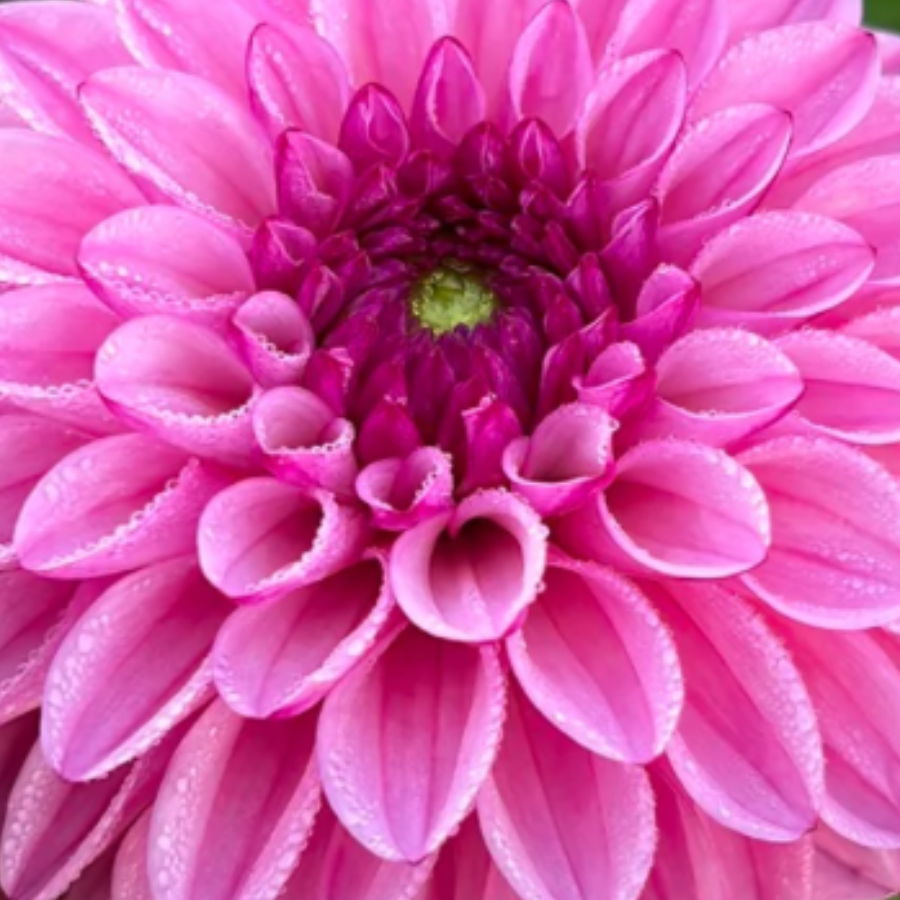 A stunning close-up of a blooming Chicago Dahlia showcasing soft pink petals with dew drops, highlighting its freshness and beauty. Pre-order from The Happy Hour Flowers.