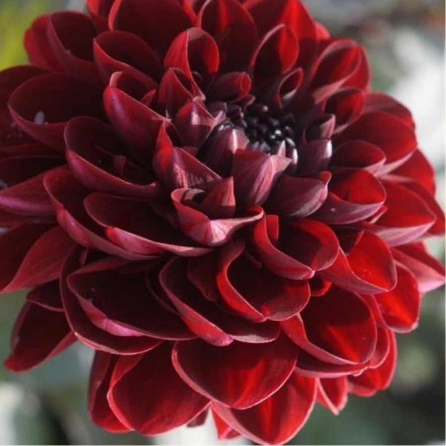 Close-up of the Manoa Dahlia flower showcasing its deep red petals, highlighting the rich color and texture, by The Happy Hour Flowers.