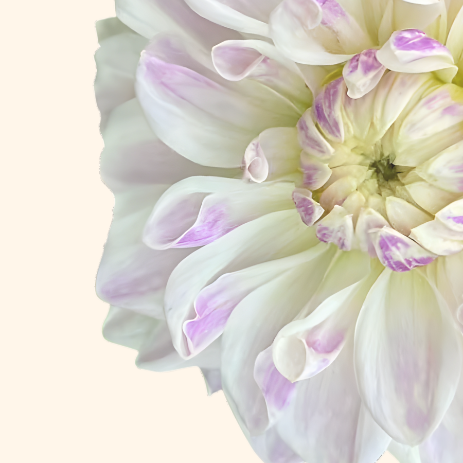 Mama Mia Dahlia Tuber (Pre-Order)