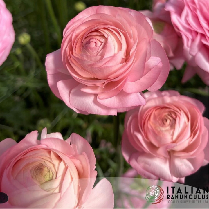 Success Cloni Blush Ranunculus-Pack of 5