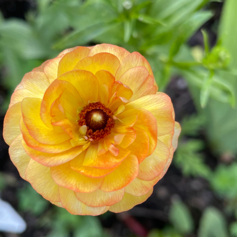 Close-up of a yellow and orange flower with green leaves in the background Butterfly Ranunculus Lotis for sale 