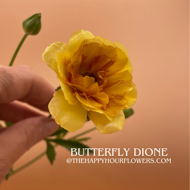 Butterfly Ranunculus Dione