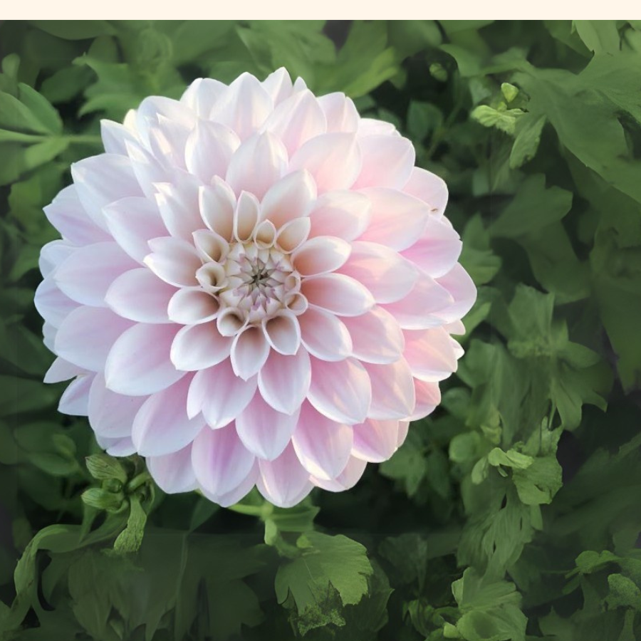 A lovely image of a pink dahlia flower surrounded by lush green foliage, highlighting its vibrant color. Available at The Happy Hour Flowers. Janick's Symphony Dahlia.