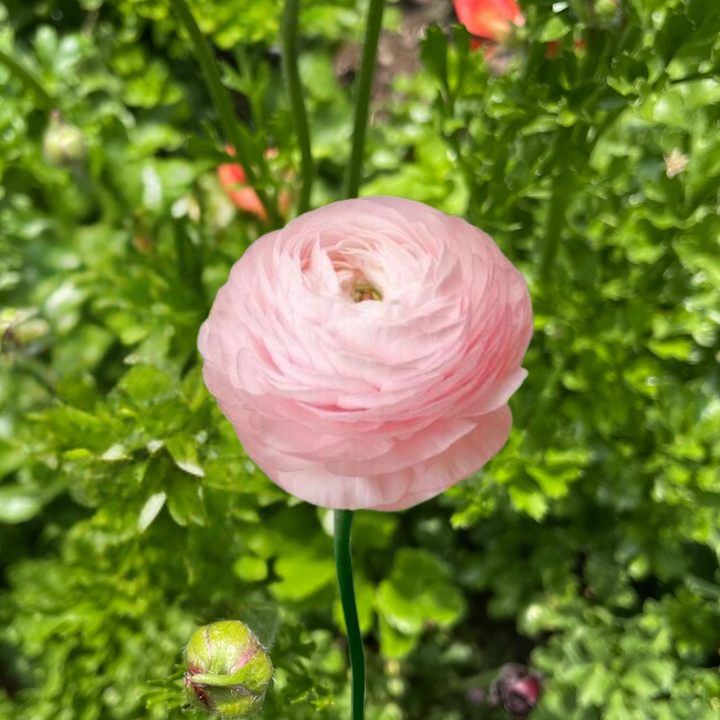 Elegance Ranunculus Rosa Chiaro